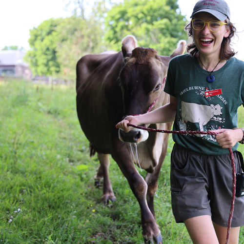Farmyard educator walking a Brown Swiss cow to her evening pasture. 