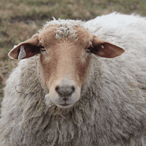 Sheep